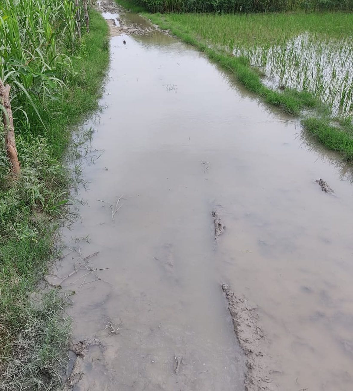 Yamuna water did not descend even after three days, crops submerged