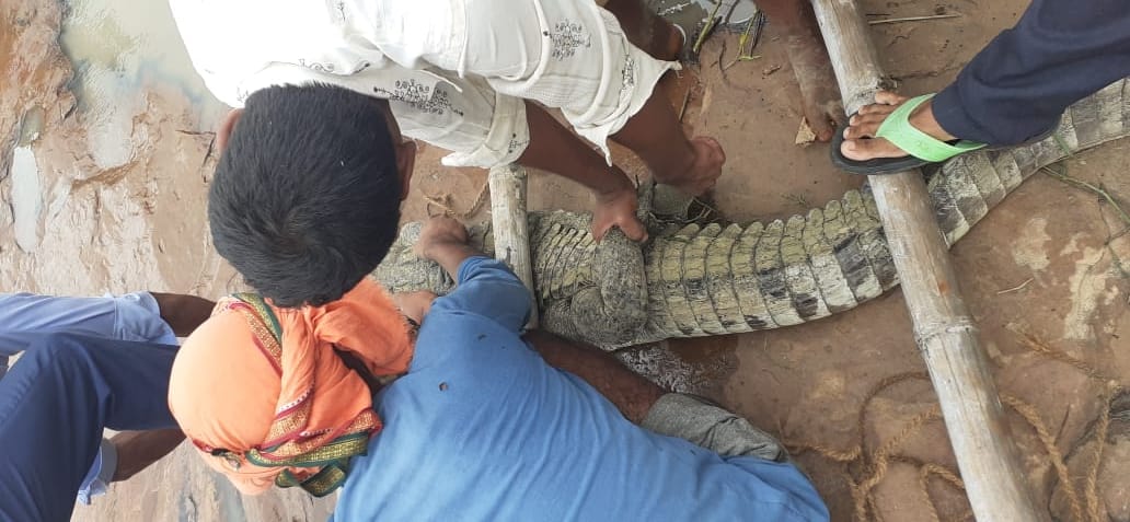 Now seven feet crocodile found in Sirsai village