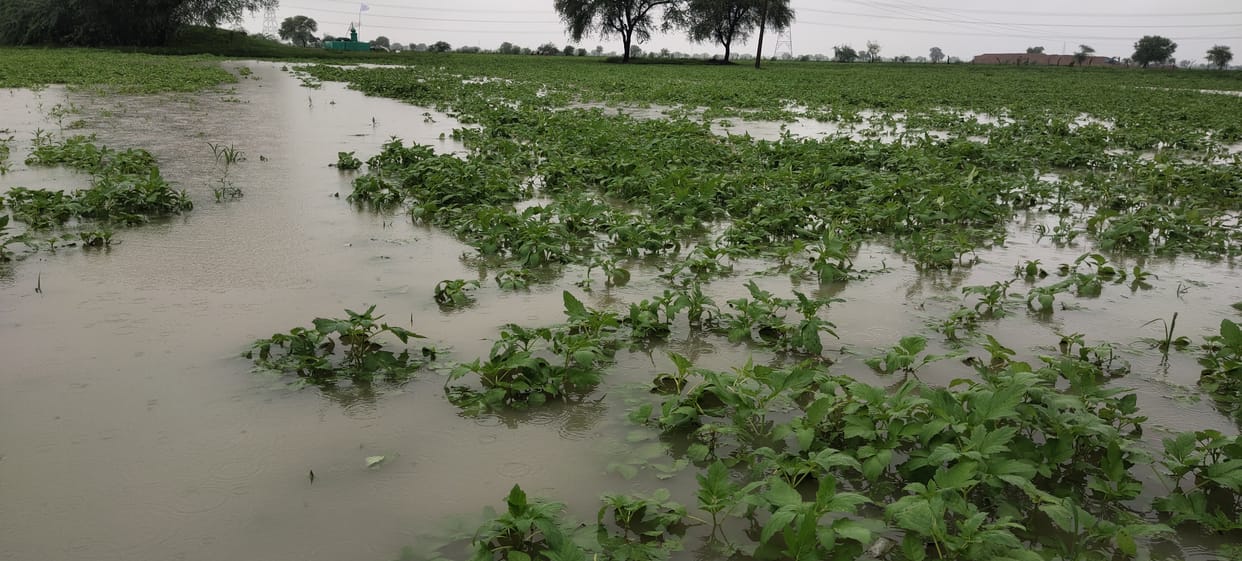 village,former,rain,SDM,crops