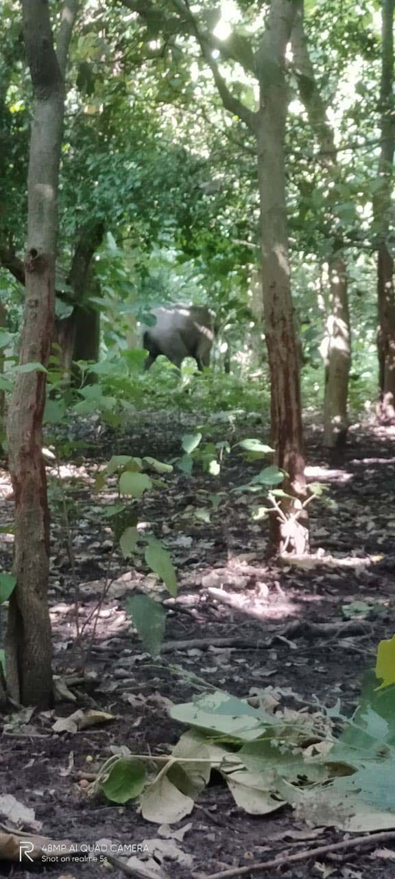 wild animal