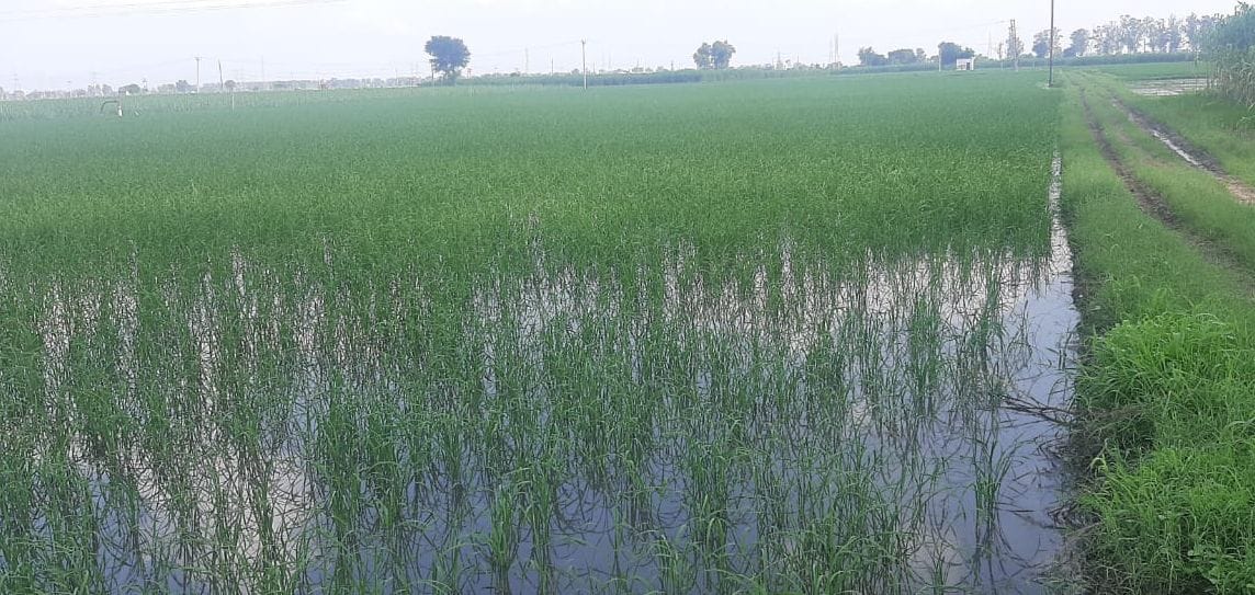 The farmers of the district did not like direct sowing