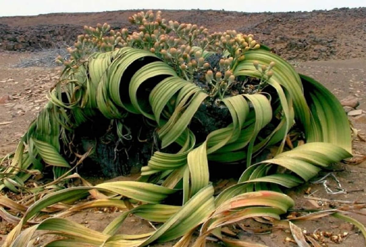 Scientists claim desert plant Welwitschia has lived for three thousand years