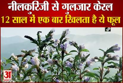 NEELAKURINJI FLOWERS BLOSSOM IN IDUKKI'S SHANTANPARA SHALOM HILLS AFTER 12 YEARS