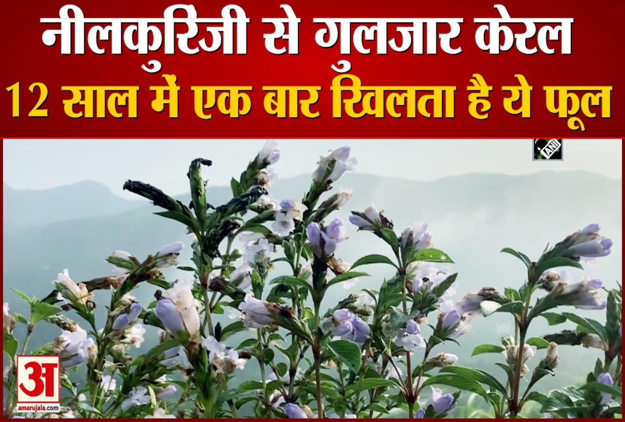 नीलकुरिंजी