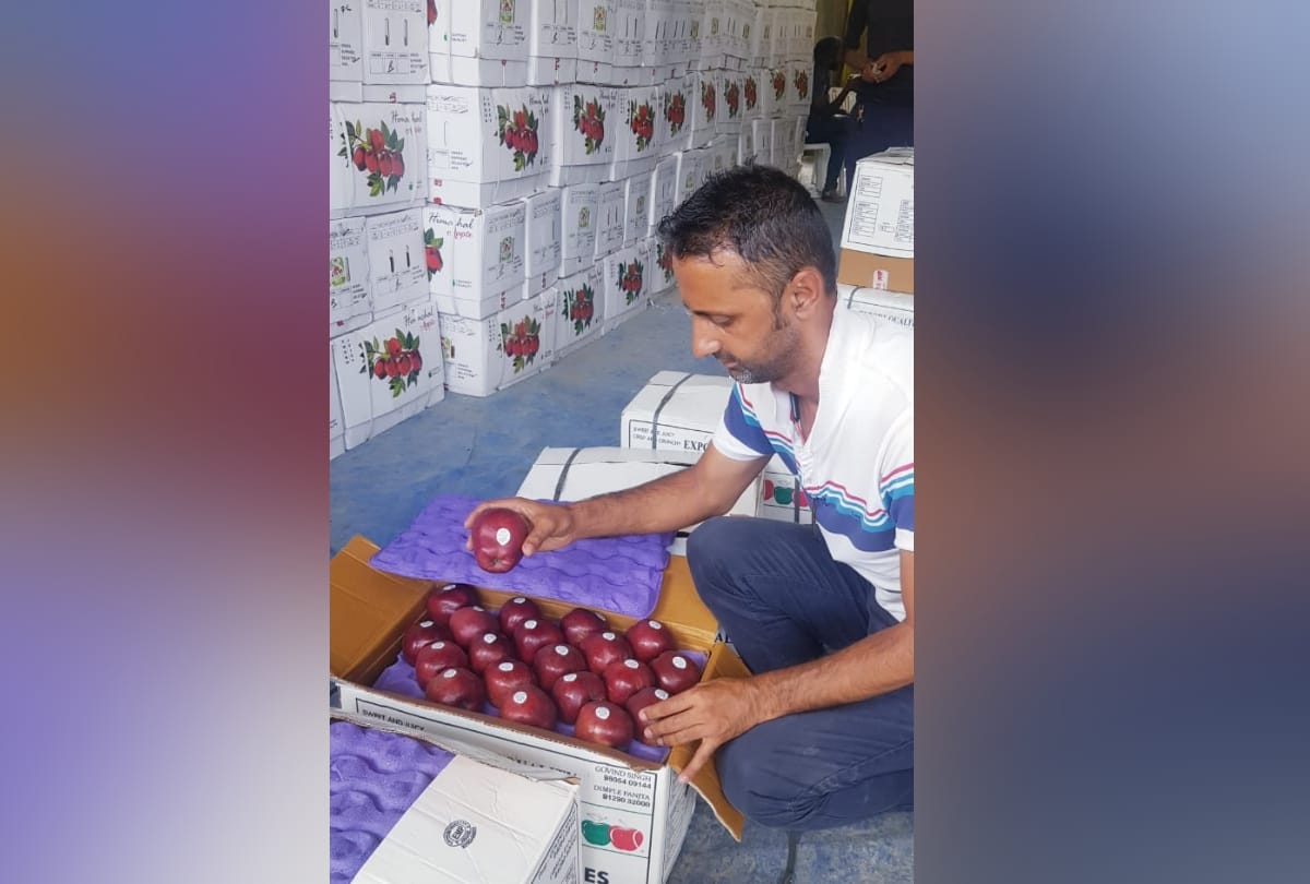 apple season in himachal: red delicious apple price four thousand per box in solan mandi himachal pradesh