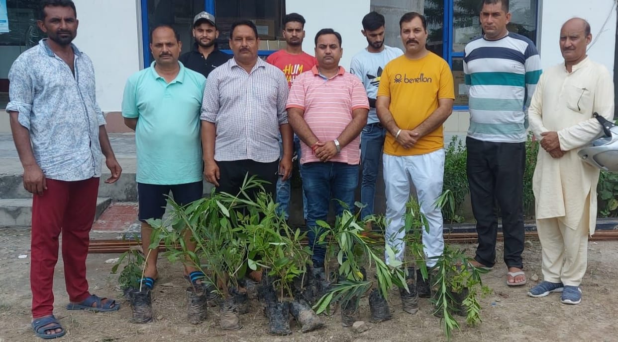 tree plantation