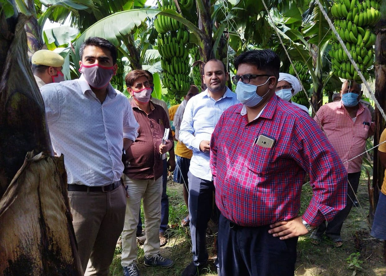dm and cdo inspected banana crop