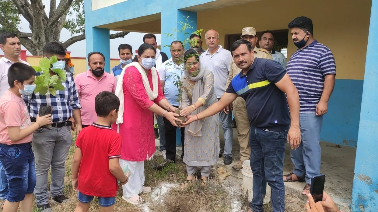 tree plantation