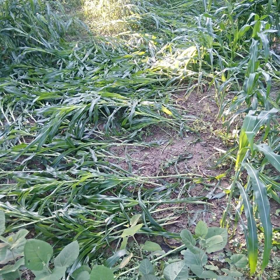 agriculture