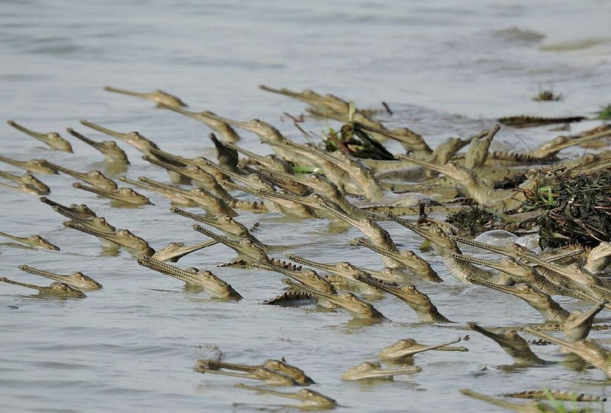 Agra News Number of alligators increasing in Chambal river