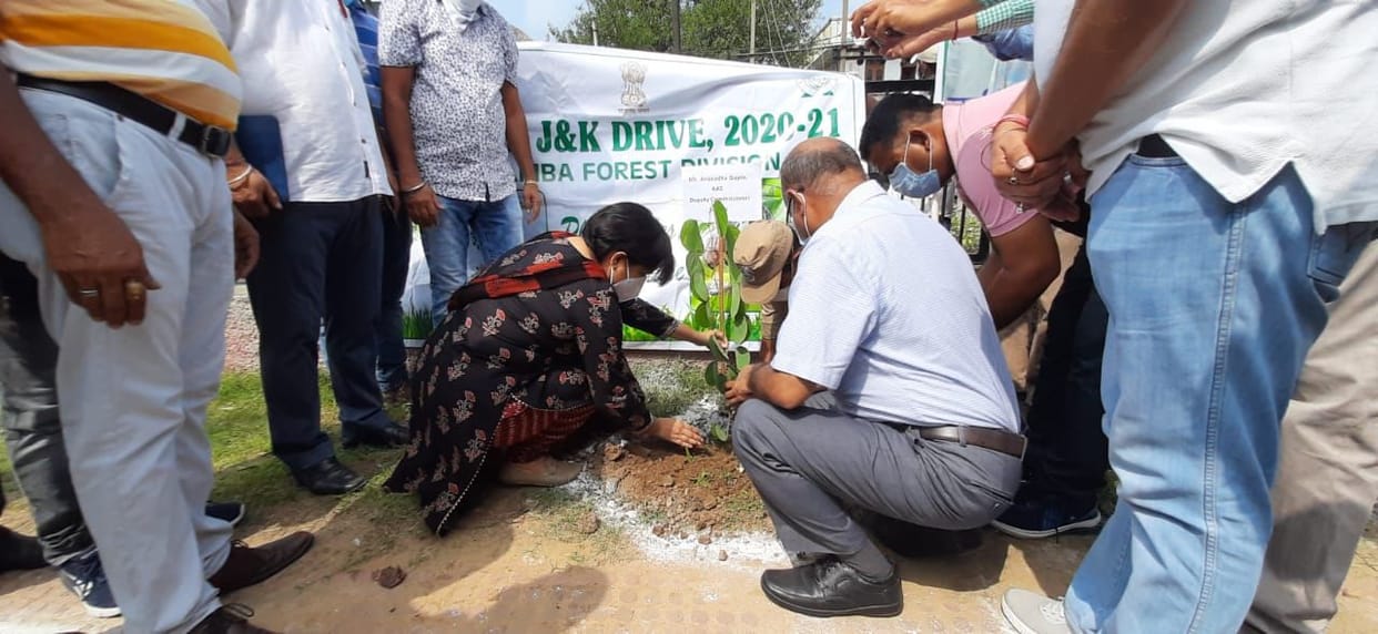 tree plantation