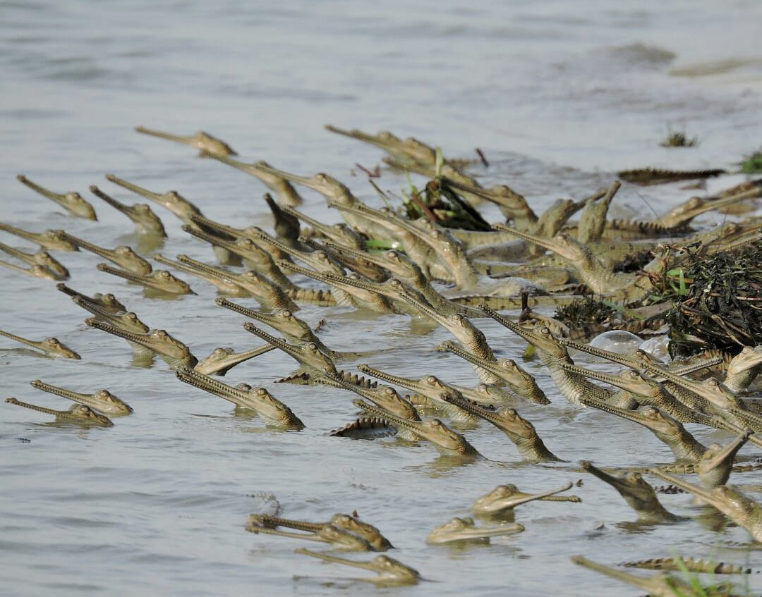 Chambal floods kill 40 percent of all gharial's babies