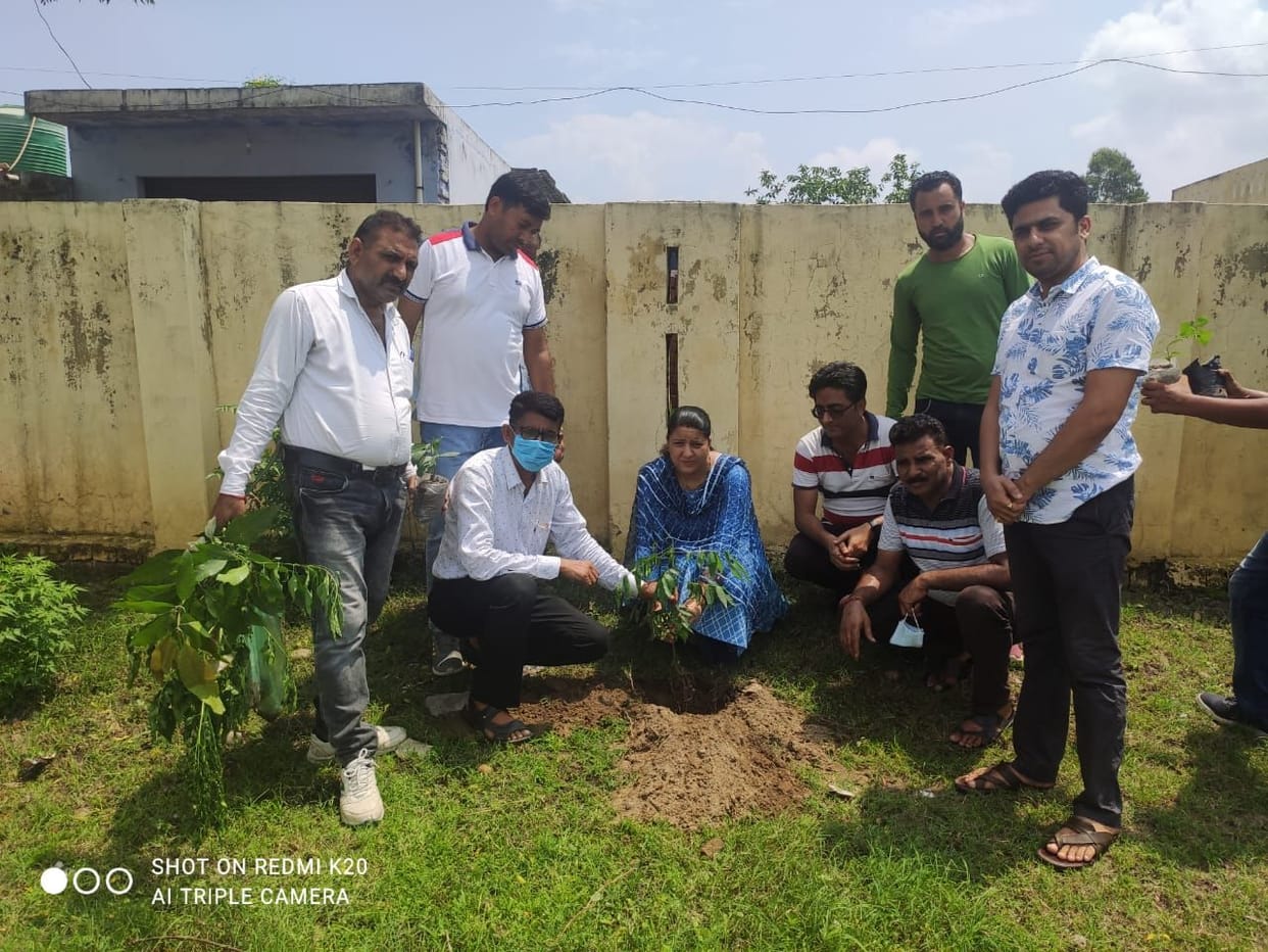 tree plantation