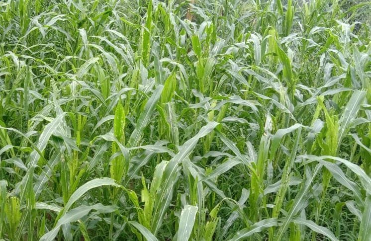 agricultural news