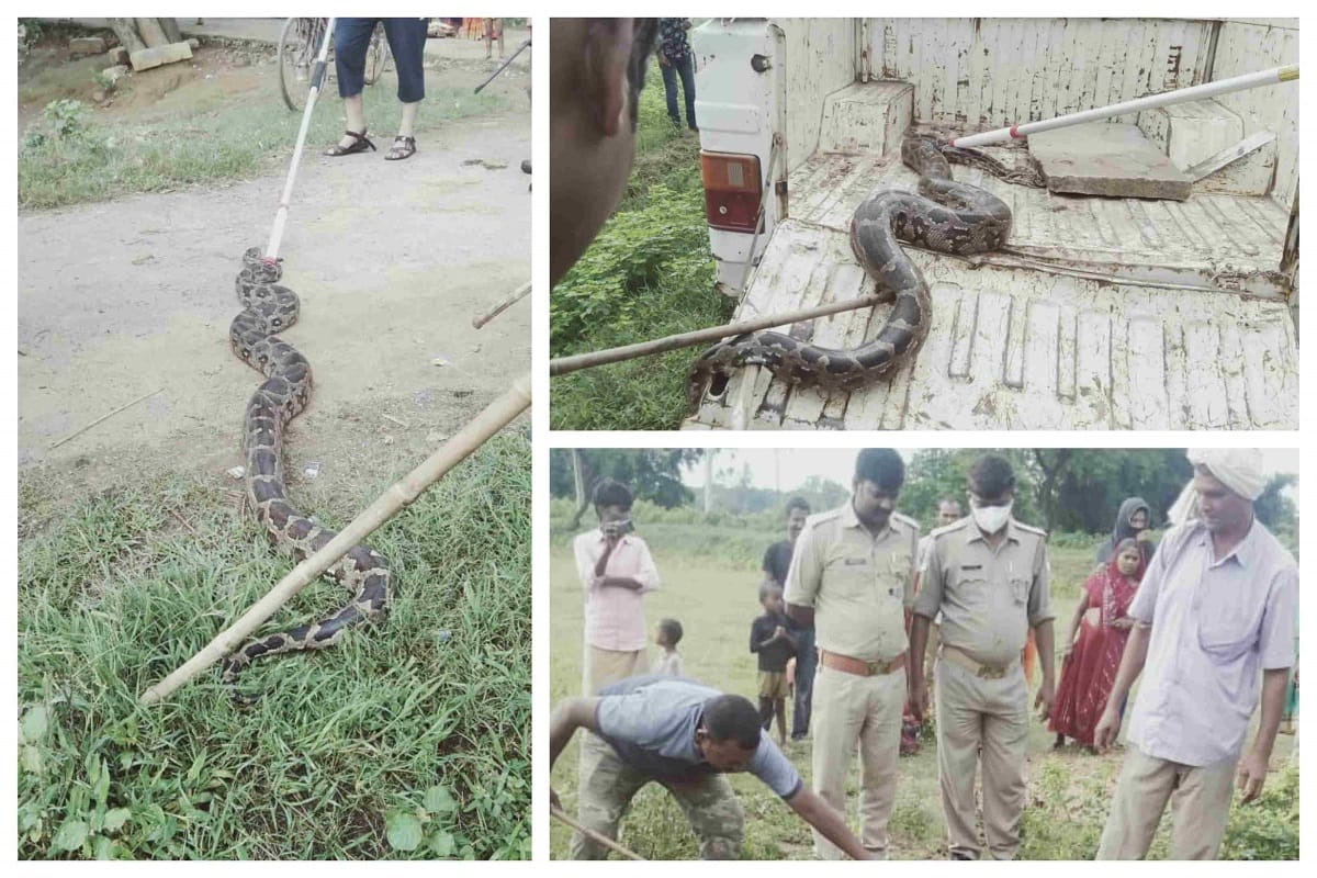 Found a python in a residential settlement in Sonbhadra Forest department team