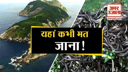 brazil snake island most dangerous snake's world