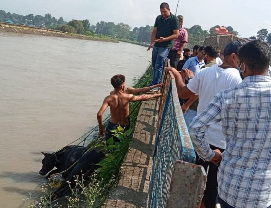 The young men saved the bull flowing in the canal