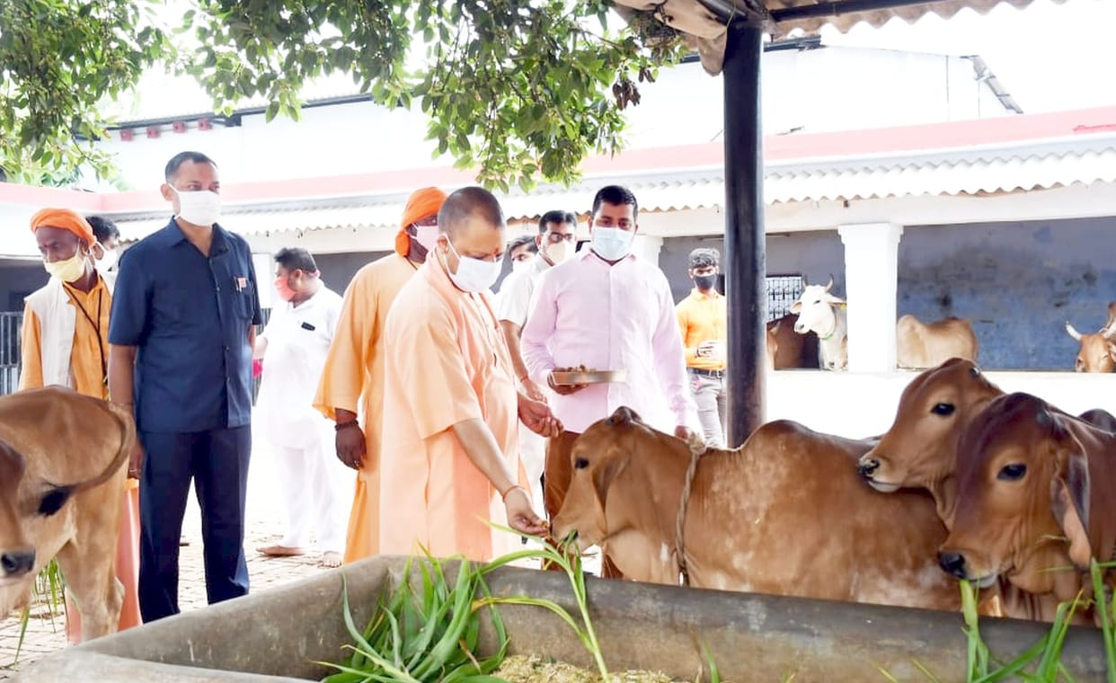 CM did cow service with the worship of mother Pateshwari