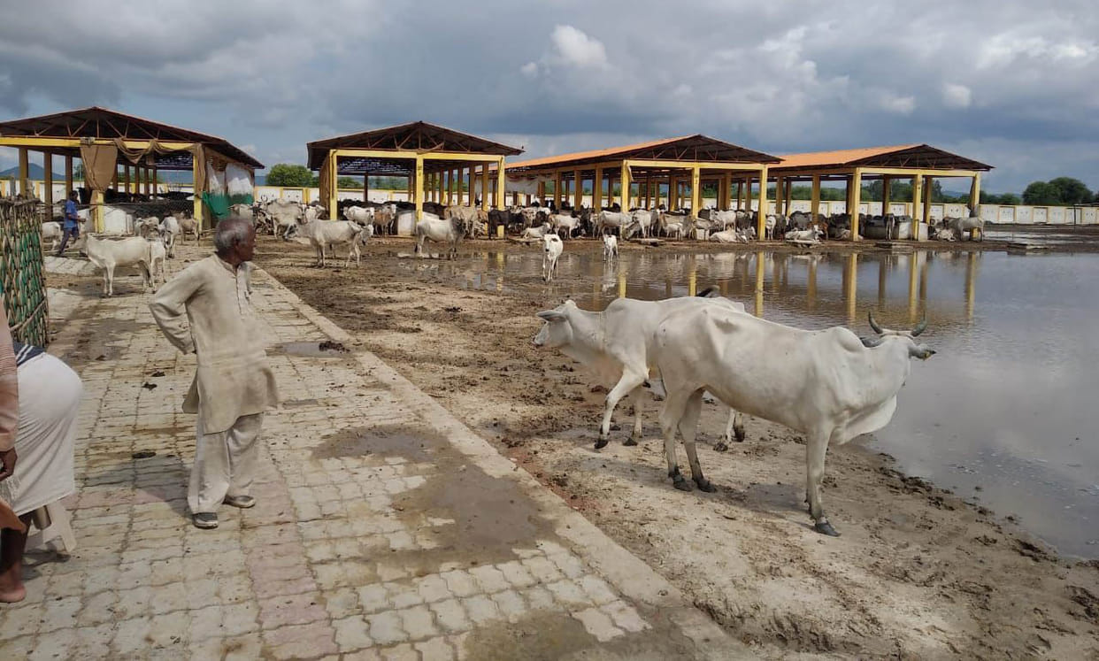 Cattle protected in the cowshed battling hunger