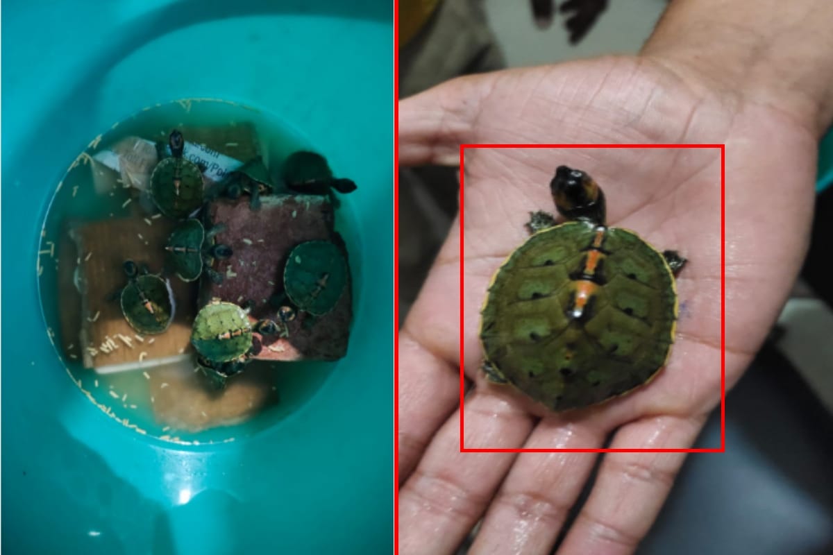 Shamli: Two brothers arrested for smuggling turtles, eight turtles recovered