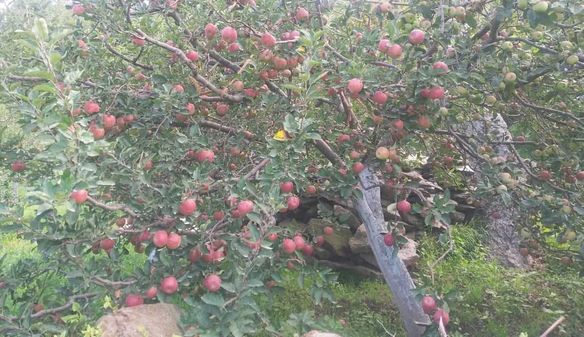 Royal apple of Kullu boom in Azadpur Mandi
