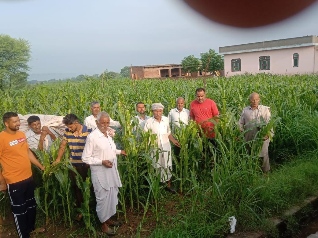 Agitated farmers in BBN shout slogans against deptt demanding claim for maize crop loss due to fall army worm