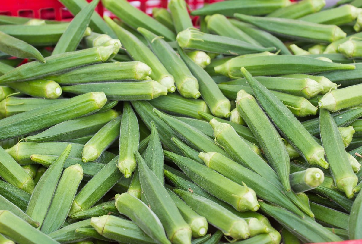 Health Tips: Foods To Avoid with Bitter Gourd Know Their Bad Effects on Body