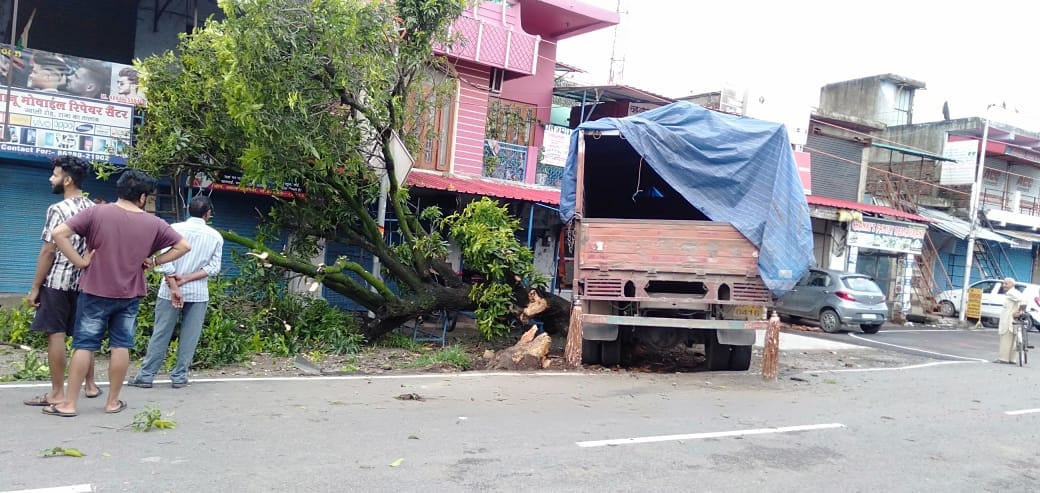 Mango tree uprooted due to collision with speeding truck