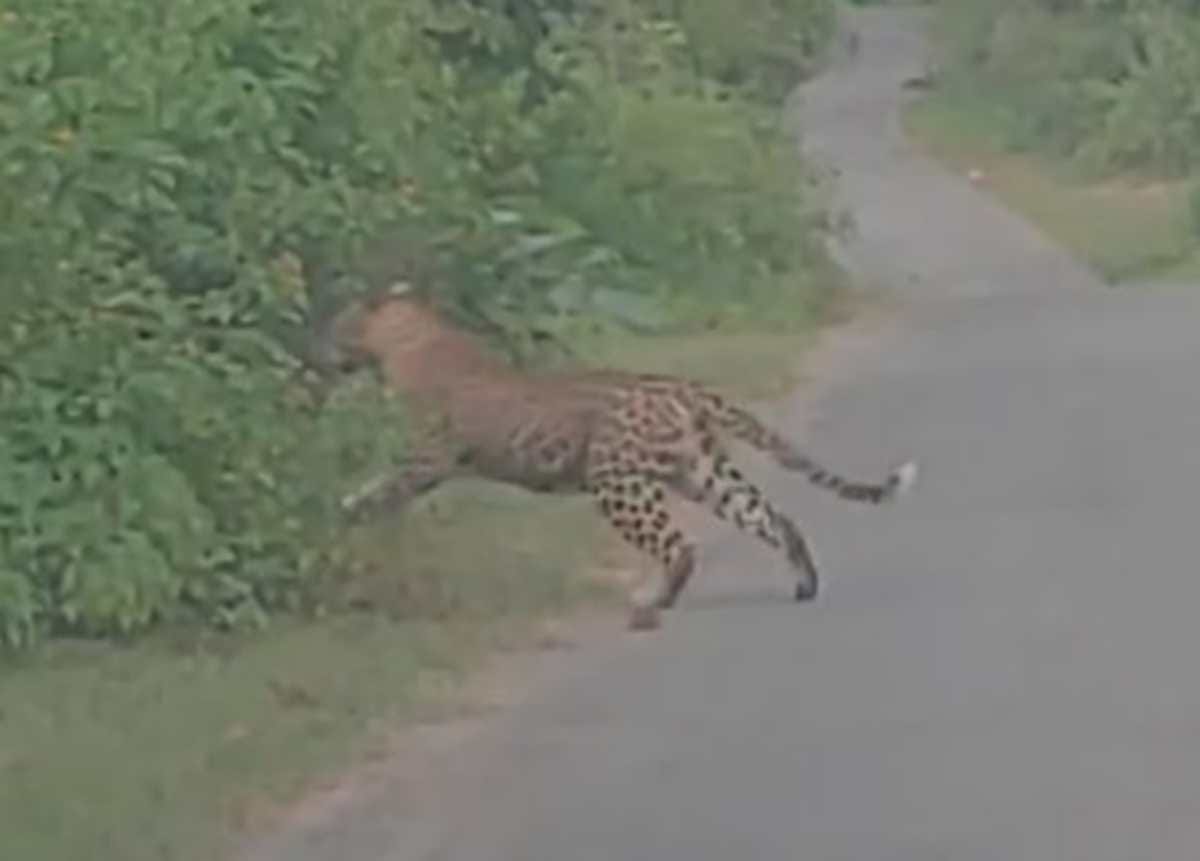 woman injured after leopard attack in Maharajganj