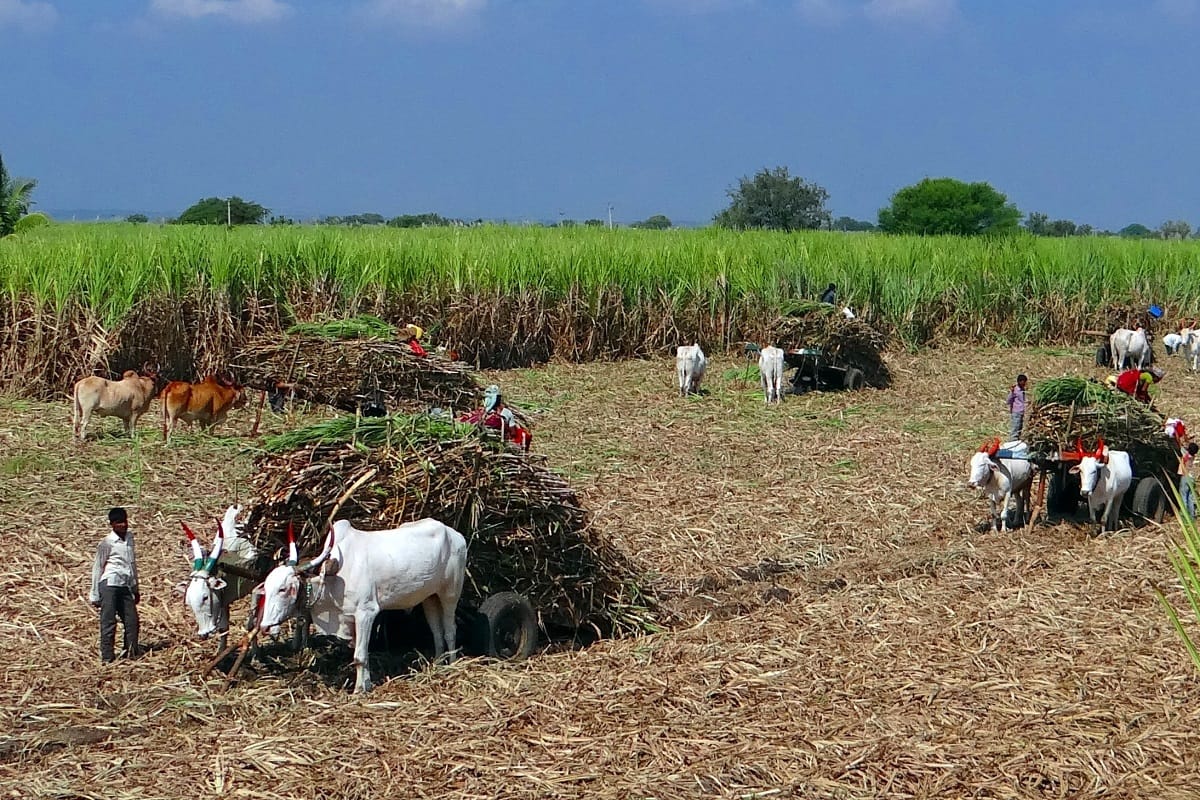 sugarcane farmers are big issue in this Up election 2022.