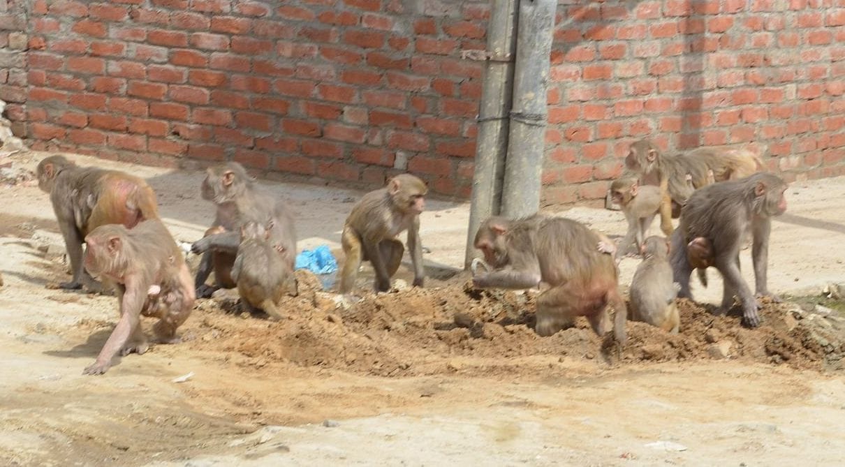 Capturing 338 monkeys from the city and leaving Firozpur Jhirka, did not get relief
