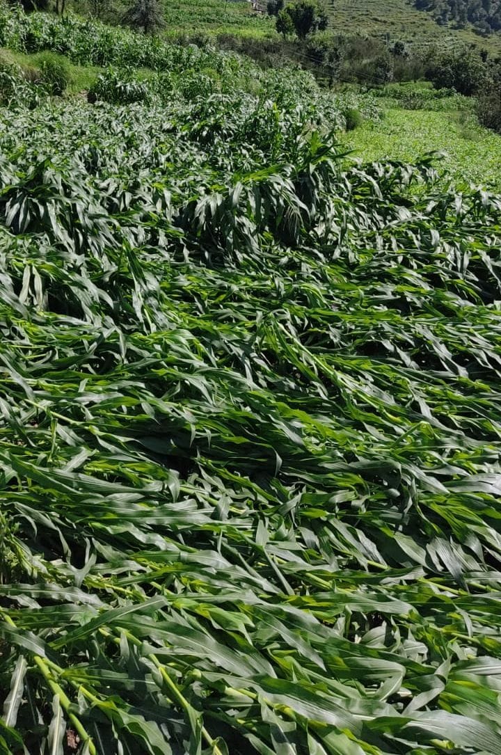 60 percent maize crop destroyed with rain