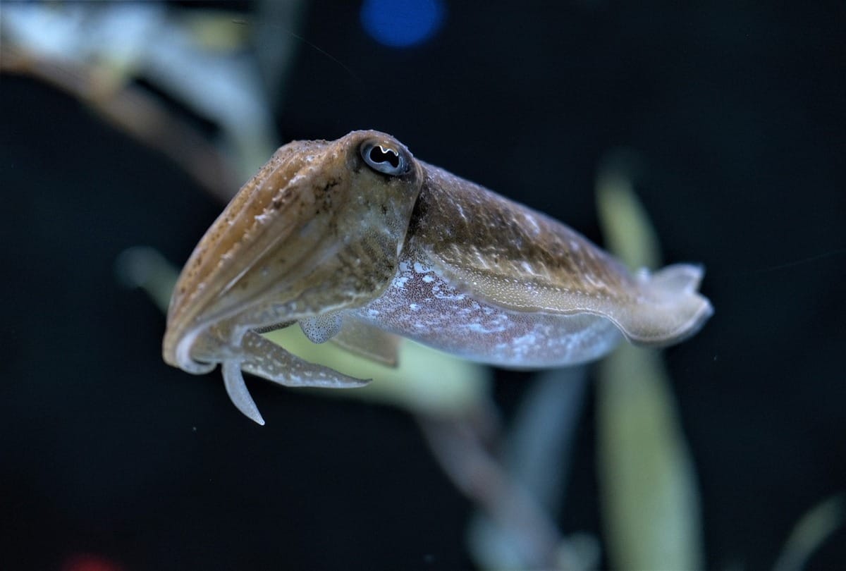 world unique fish cuttlefish has blue and green blood and three hearts