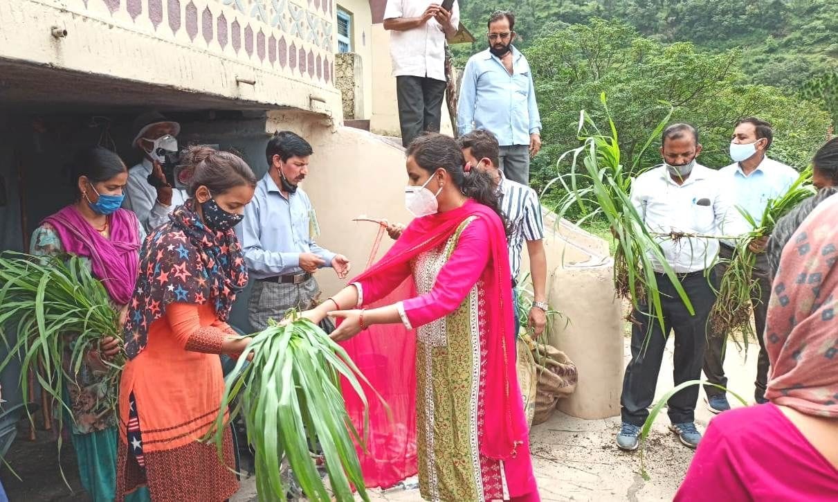 DM planted Napier grass in Budogi and Jaddhar village