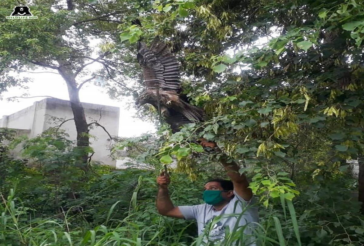 Eagle Injured Caught In Kite Manja Wildlife SOS Team Saved Agra News