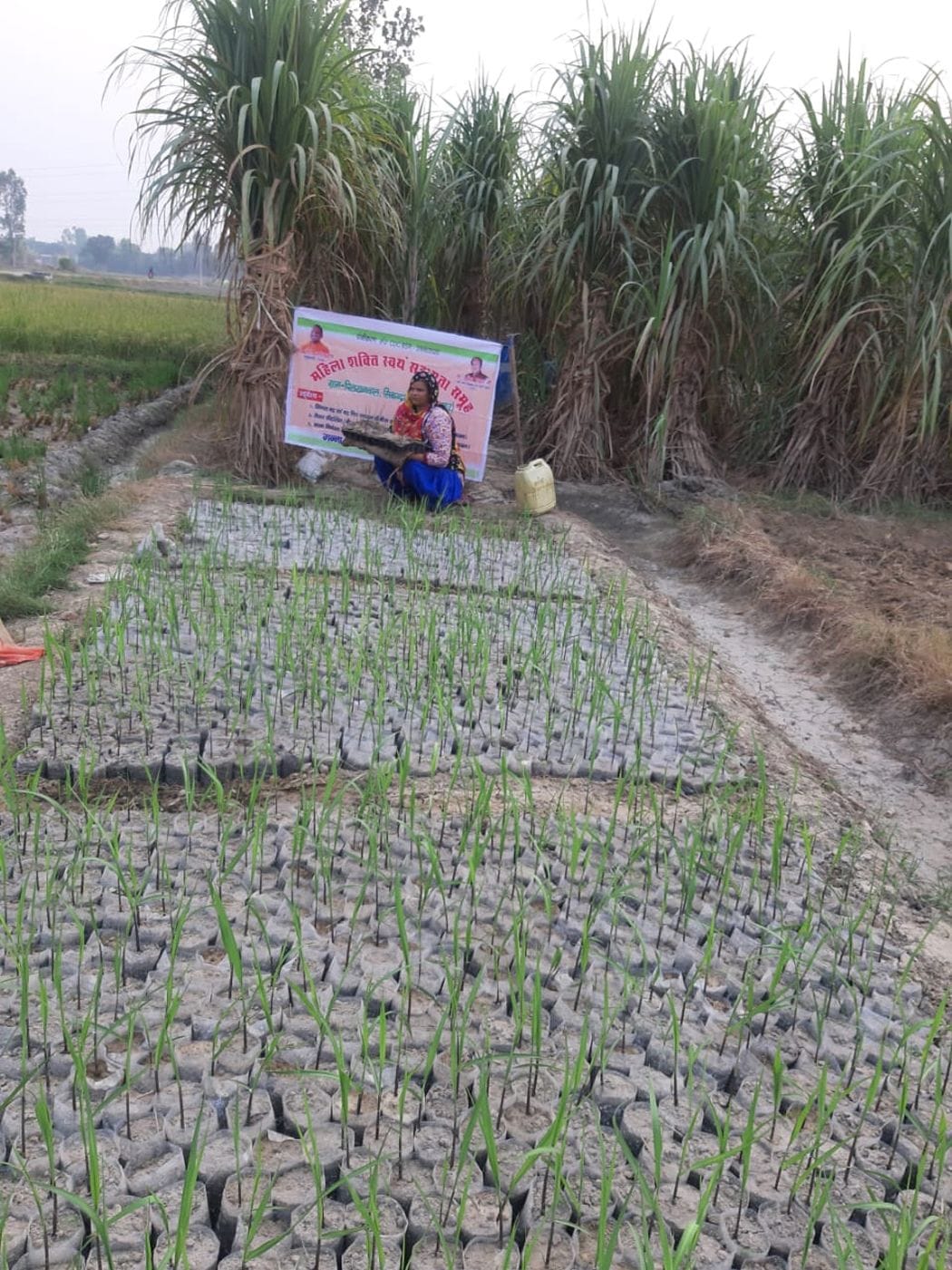 Sugar cane nursery