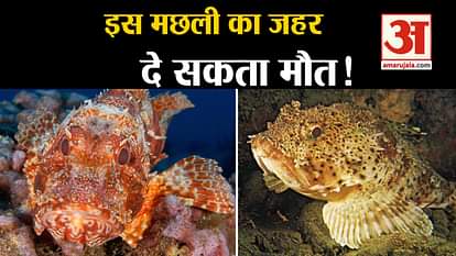 rare scorpion fish found in gulf of mannar