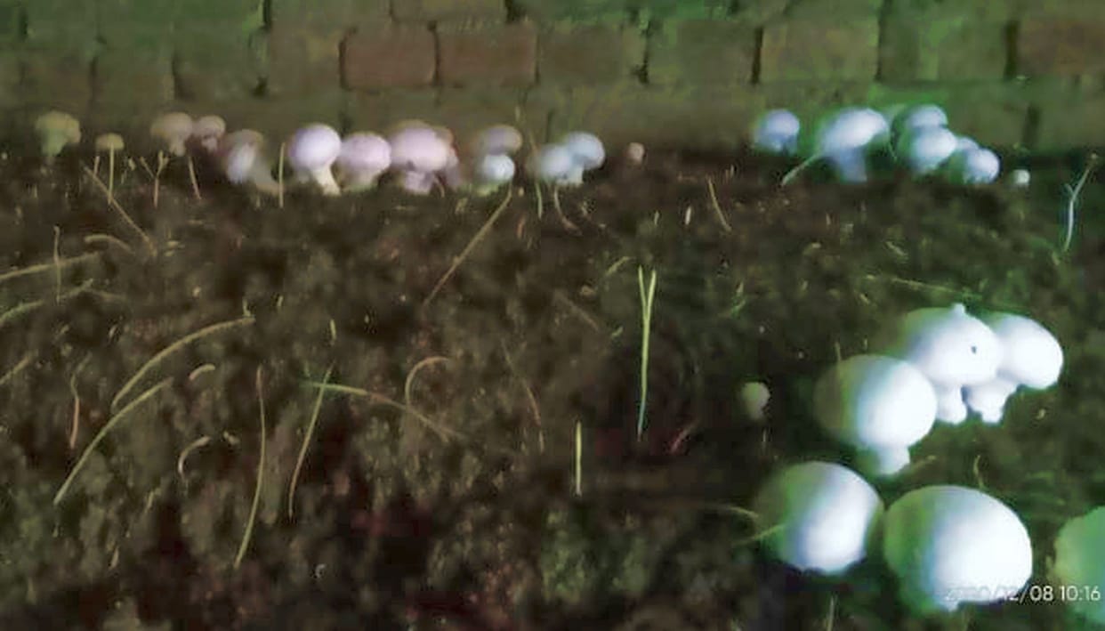 self help group started mushroom crop