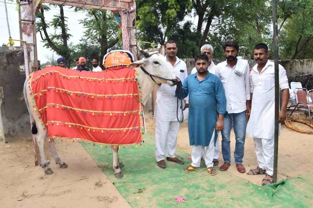 Bull 'warrior' sold for Rs 16.51 lakh