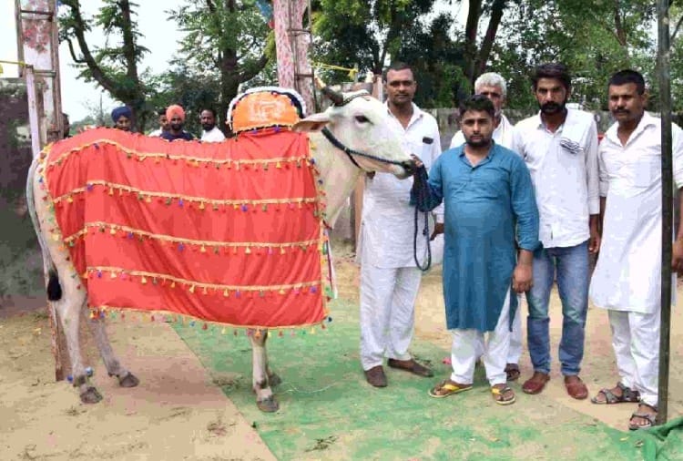 A Bullock sold more than Rs 16 lakh rupees in Jind district of Haryana