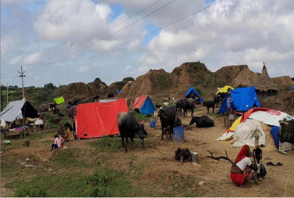 chambal river flood updates: crocodiles reached in ponds near villages in agra