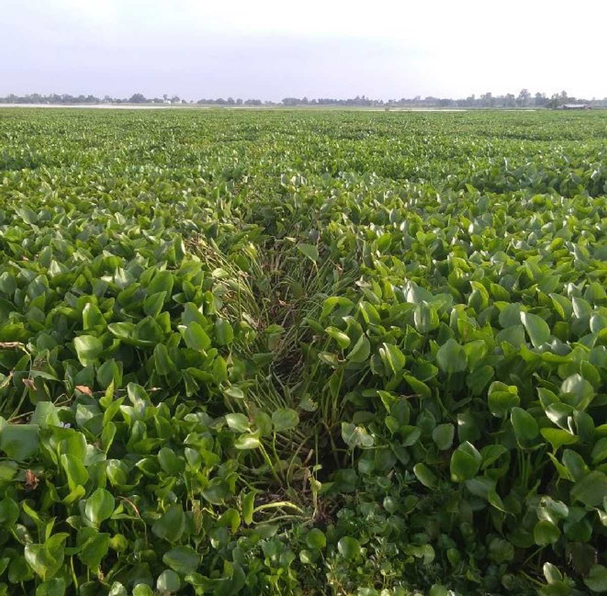 Crops destroyed by hyacinth, farmers demand compensation