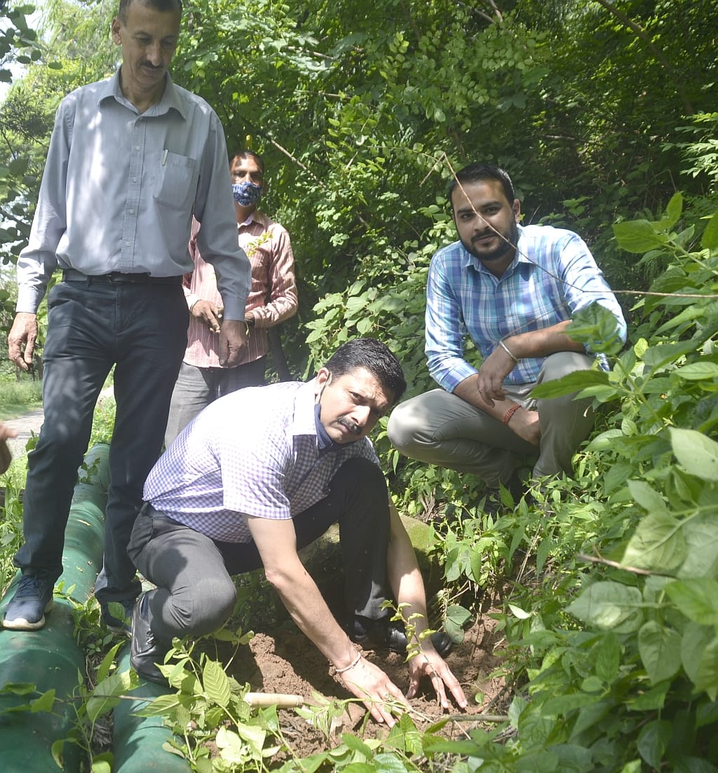 tree plantion in nahan