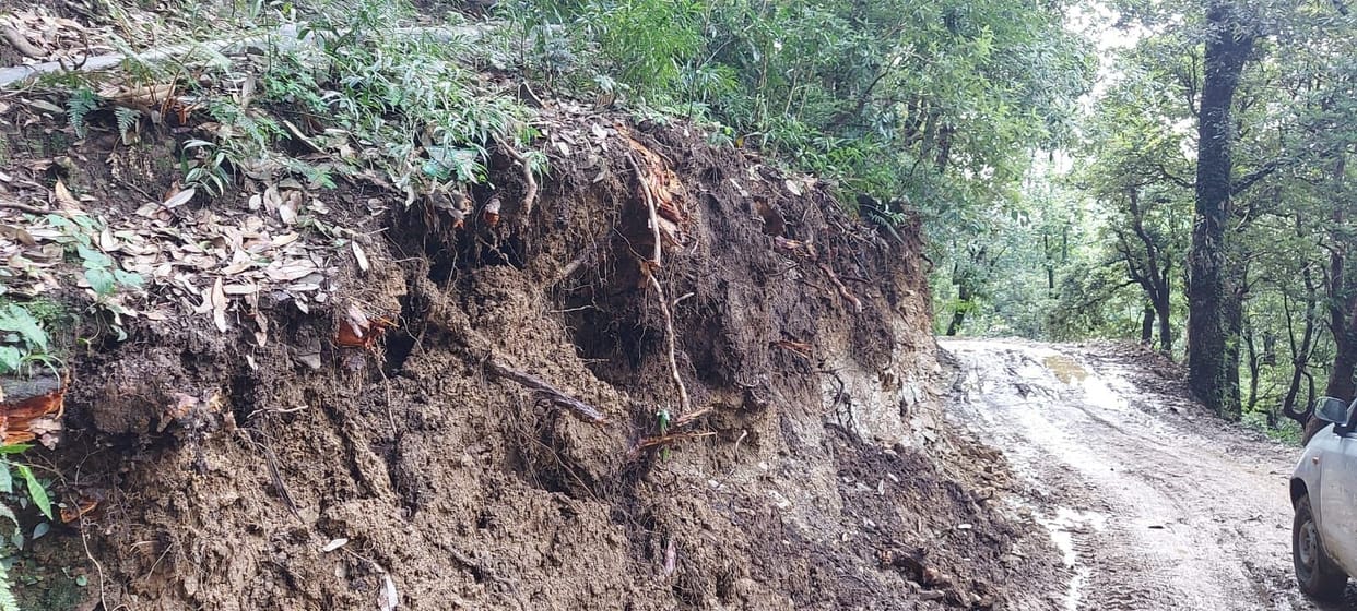 More than a hundred green trees uprooted to widen the road
