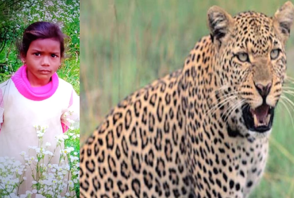 himachal shimla news: leopard killed six year old girl in shimla