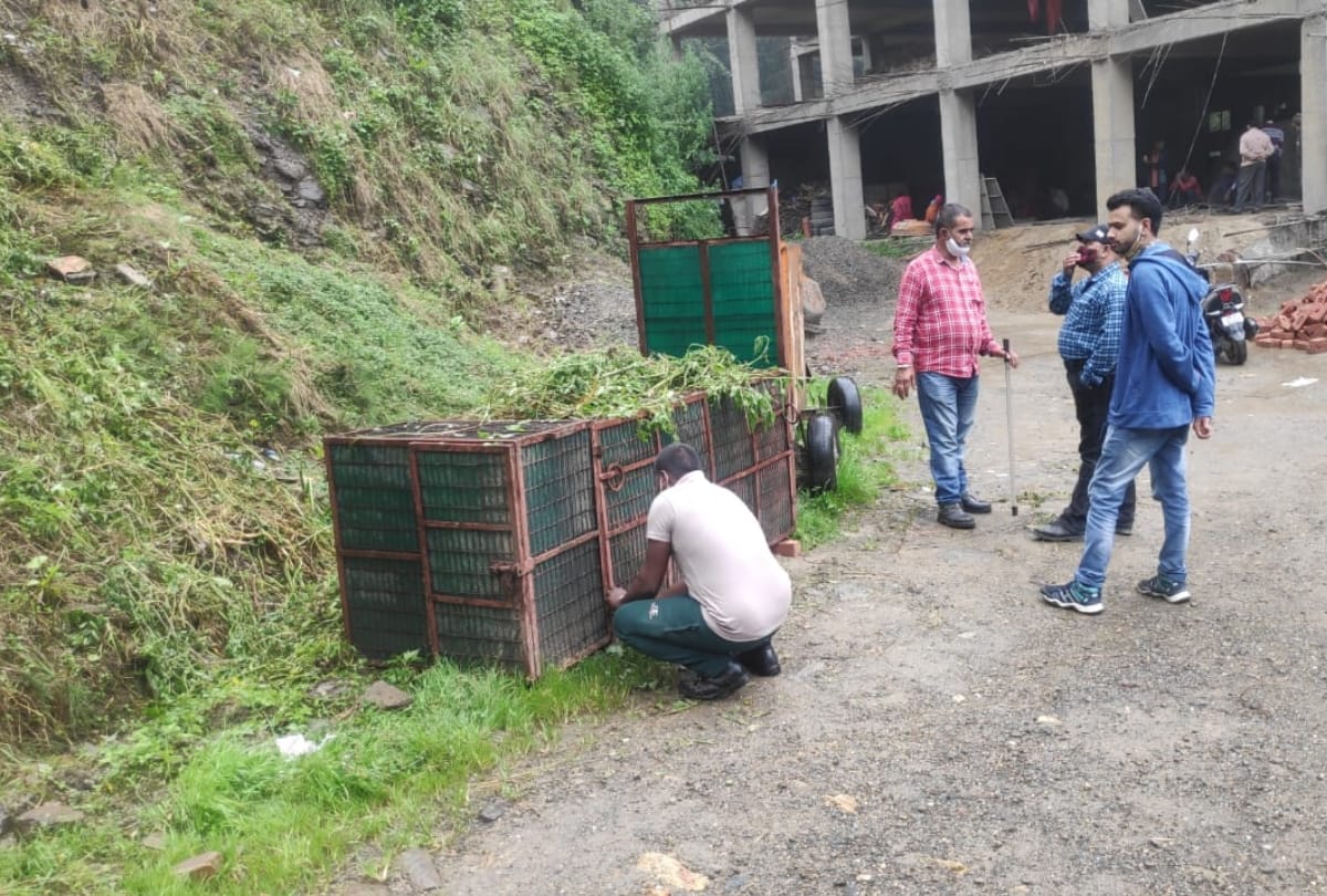 himachal shimla news: leopard killed six year old girl in shimla