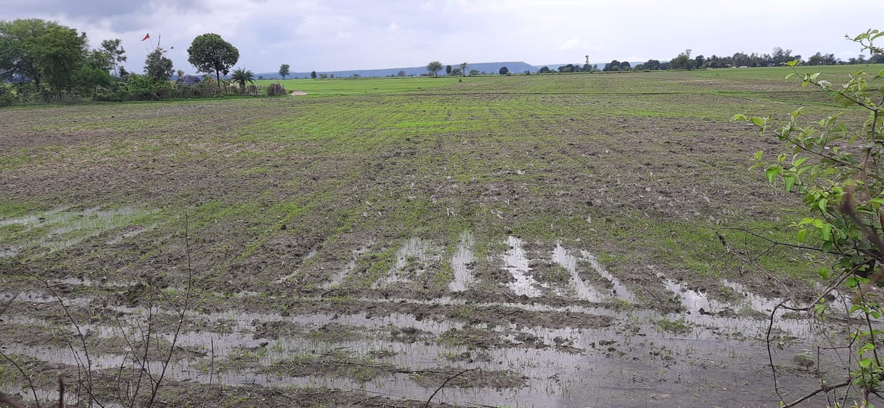 crops damaged by rain