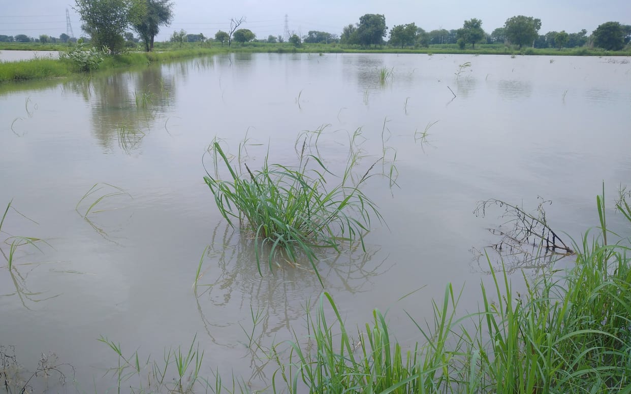 Crops damaged due to waterlogging from toll plaza to Jhajjar border