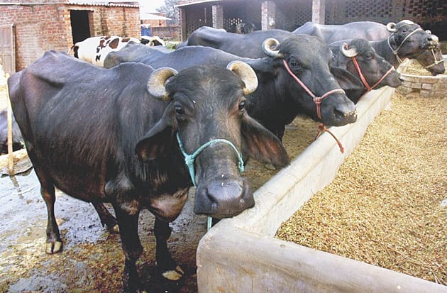 Cattle will be online, 12 lakh cattle will have year tagging