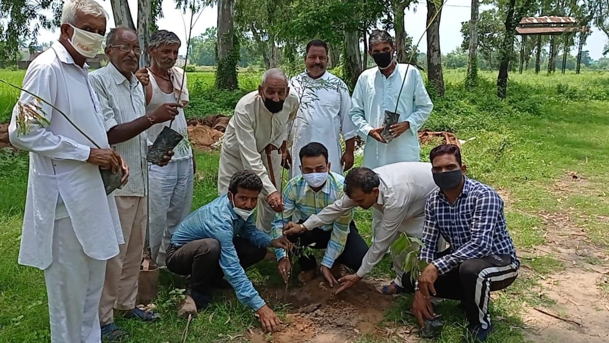 tree plantation
